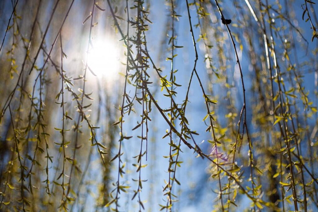 Winter warmth: a new temperature maximum was recorded in Mykolaiv