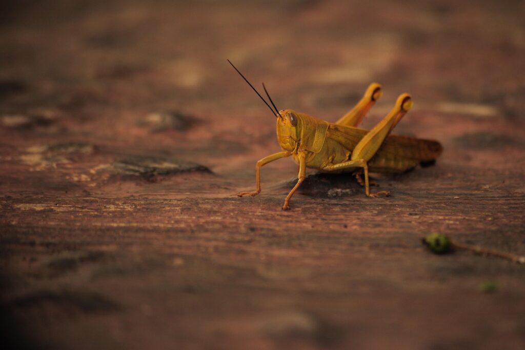 Locust invasion covers Dnipropetrovsk region: threat to harvest, clouds of insects and warning to farmers