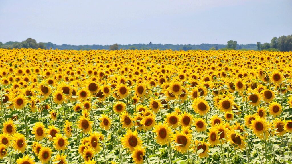 Sunflower shortage raises oil prices: more expensive in Ukraine than in India and the EU