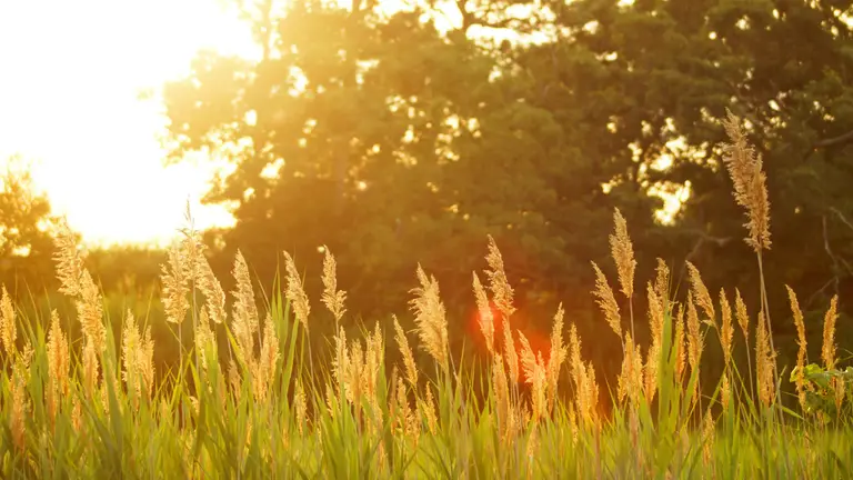 An incredible heat wave is coming to Ukraine from the Middle East: what will the weather be like in the last days of summer?