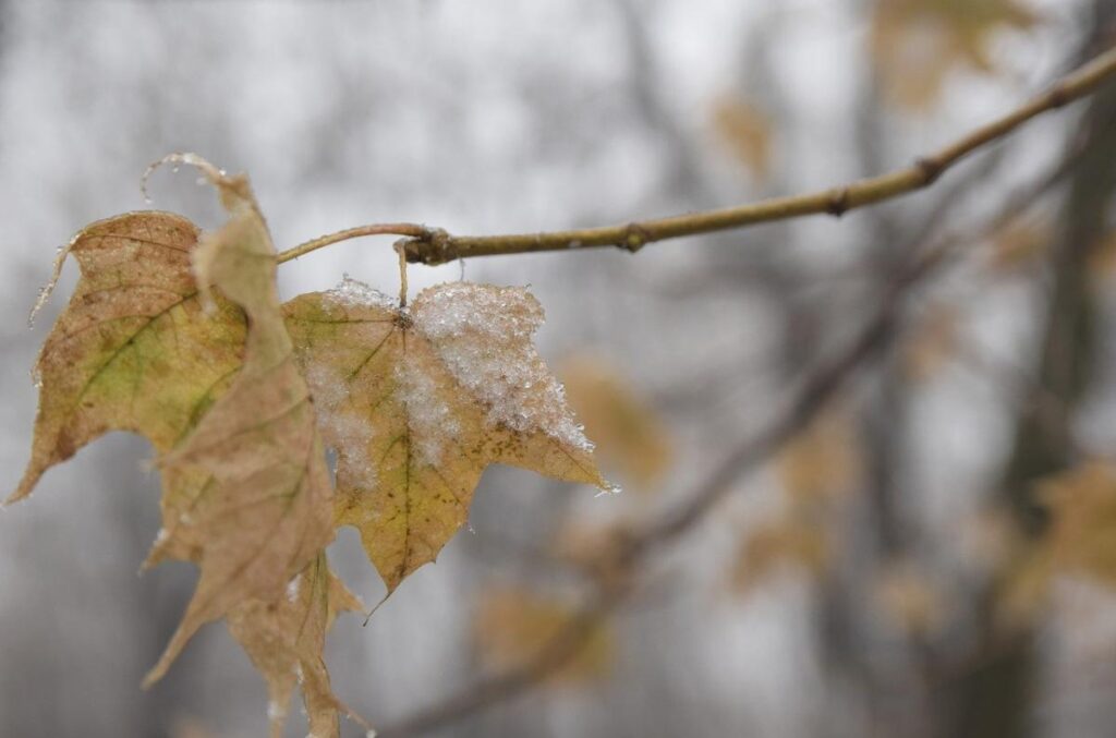 Cold weather and wet snow are coming to Ukraine: forecasters advise to prepare