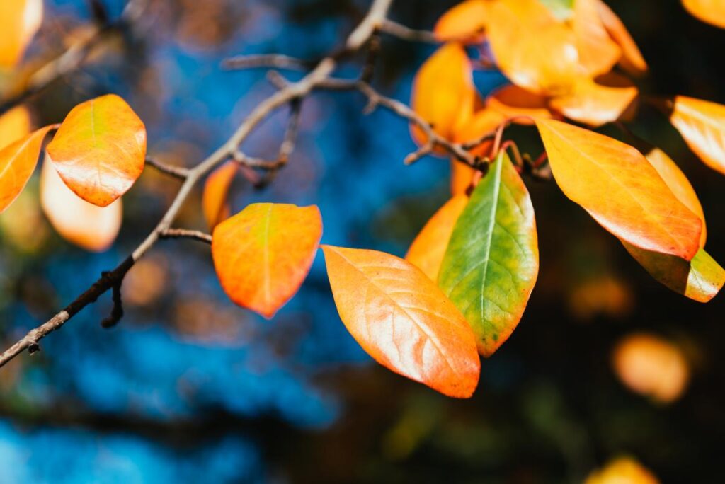 Sunny surprise in November: what weather forecasters promise Ukrainians