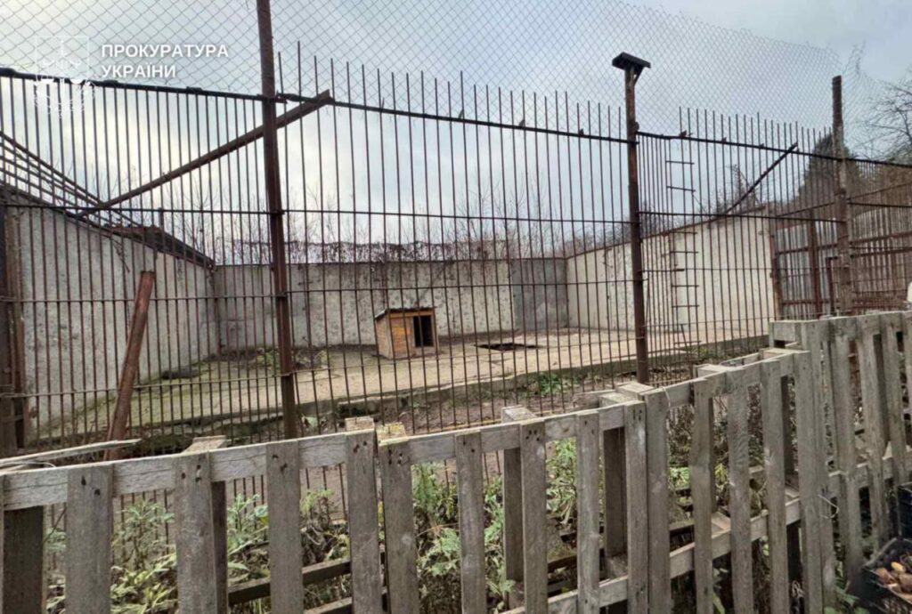 Two lions escaped from a rehabilitation center in Khmelnytskyi: one of them is still at large
