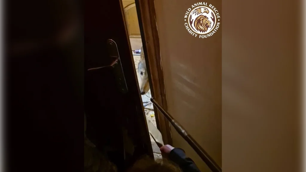 Kept in cruel conditions and attacked the “owner”: a wolf was rescued from an apartment in Kyiv