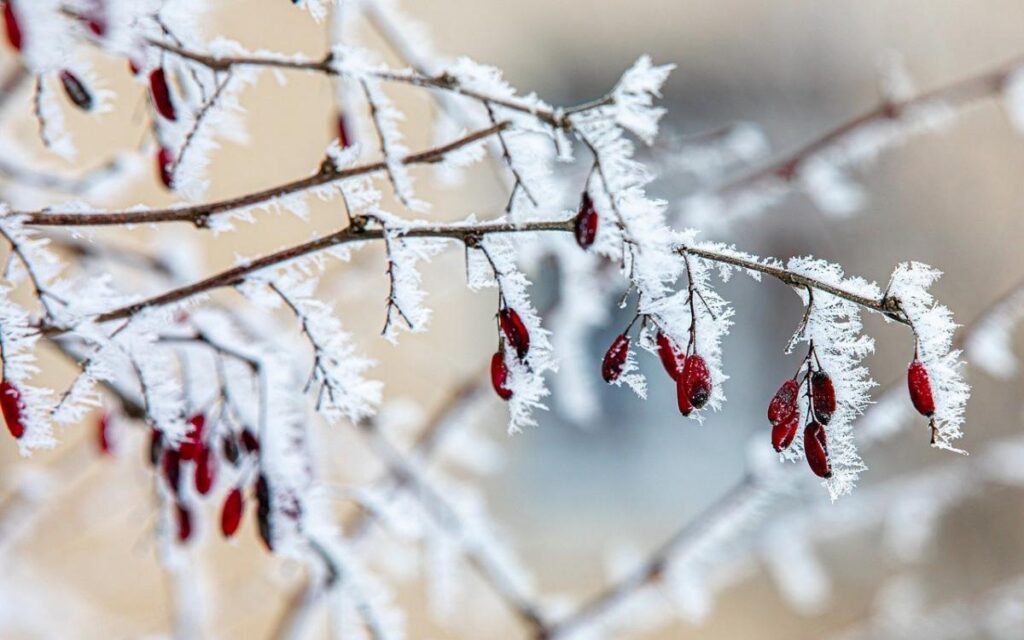 Severe cold from the Arctic will cover Ukraine: forecasters predict