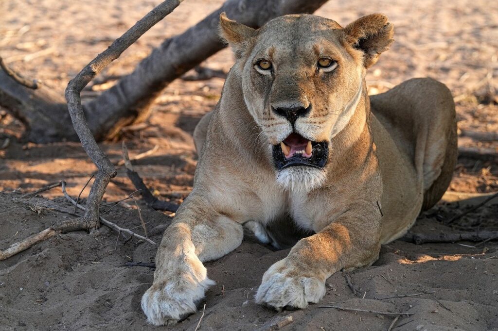 In Brazil, a zoo visitor climbed into an enclosure with a lioness: the man died from a predator attack