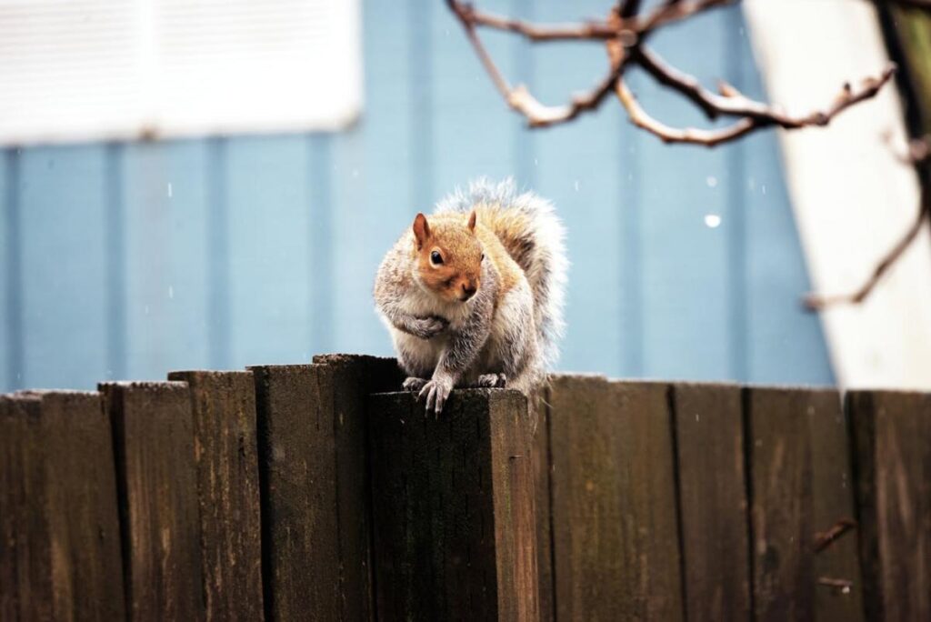 When will the frosts recede: what do the experts say?