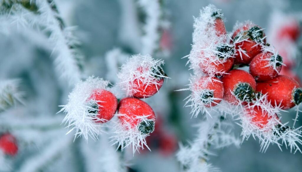 Ukrainians are waiting for a short-term warming, then a new wave of cold