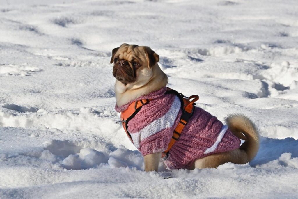 The frosts are returning: when a cold wave will cover Ukraine