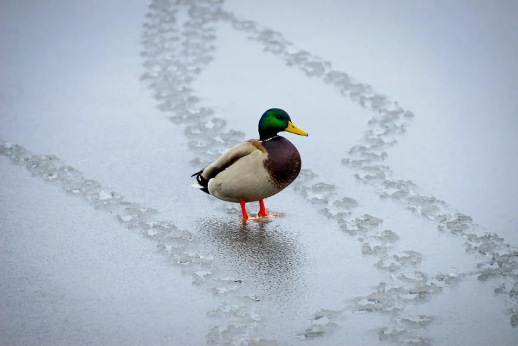 Sharp warming after frost: what weather to expect at the turn of winter and spring