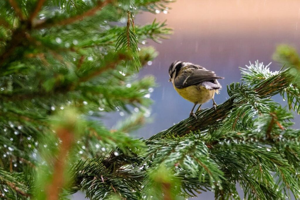 What to expect from April in Ukraine: weather forecasters predict heat and precipitation
