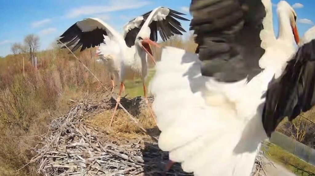 Fight for the nest: the stork Odarka returned and ousted her rivals