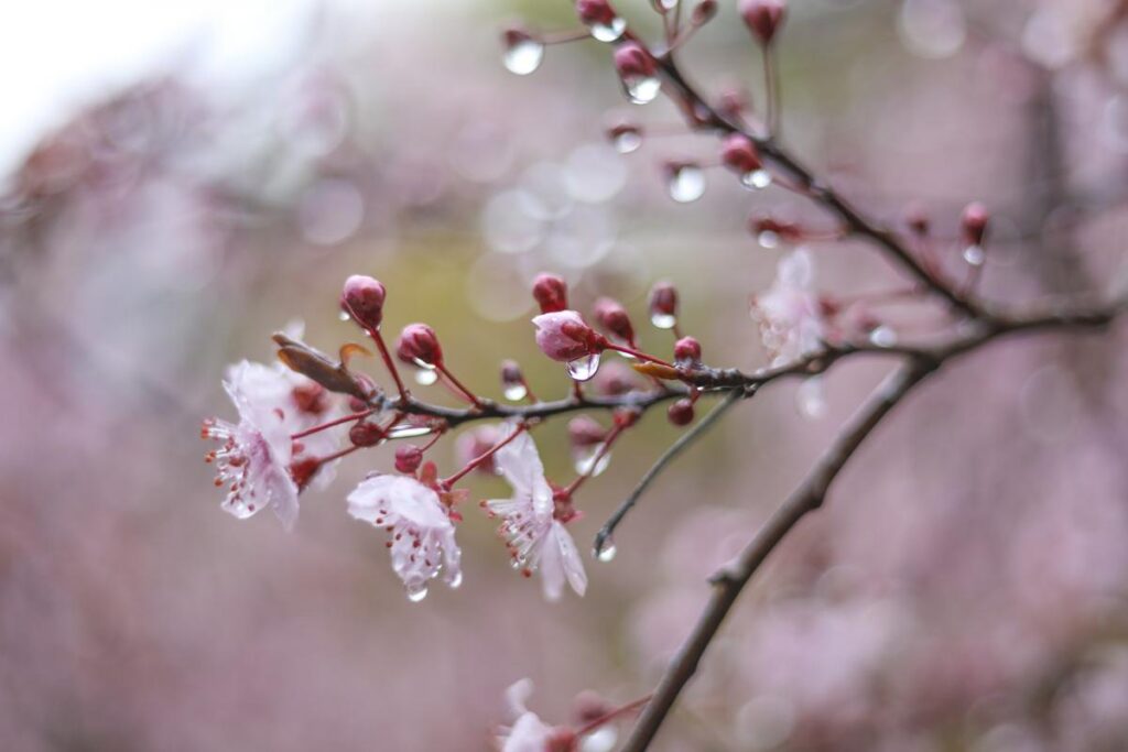 Rain and night frosts: weather forecast for Ukraine until April 30
