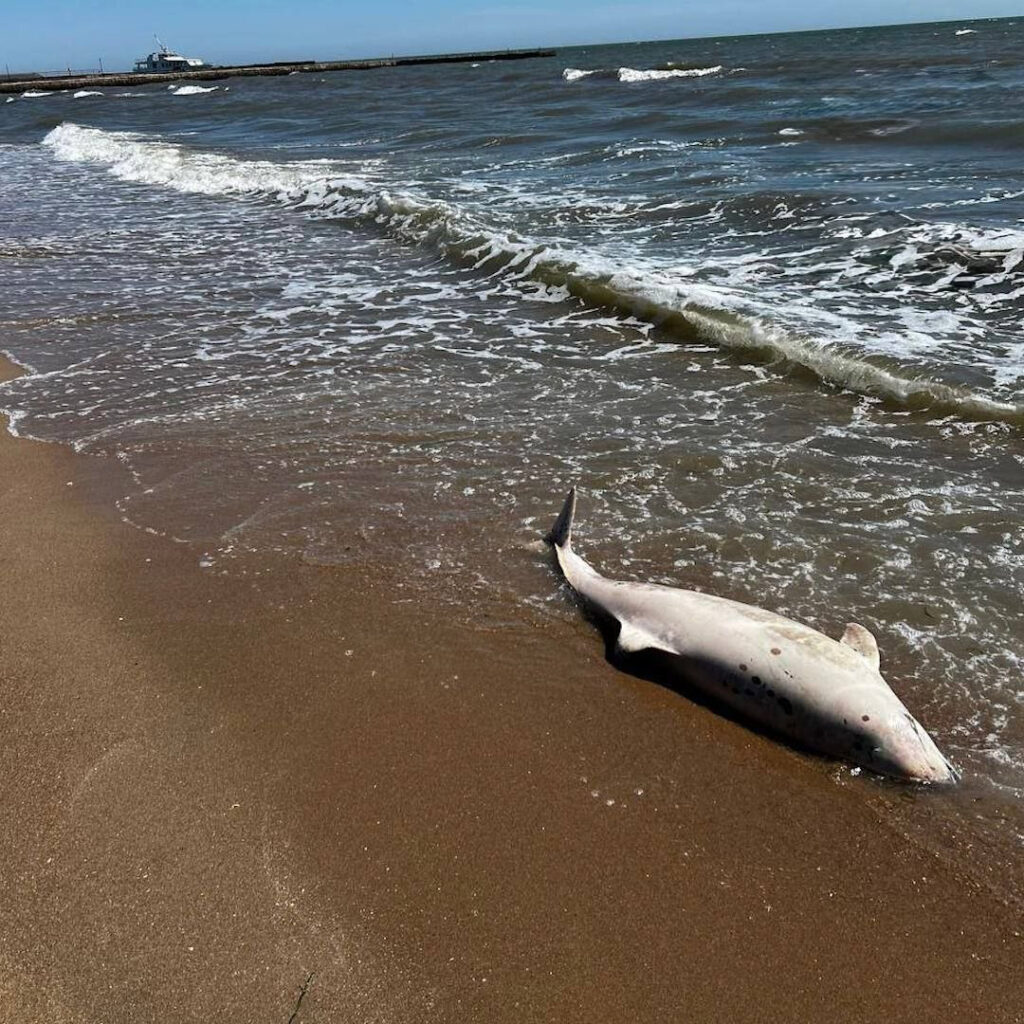 Экоцид в Азовском море: на побережье фиксируют массовую гибель дельфинов
