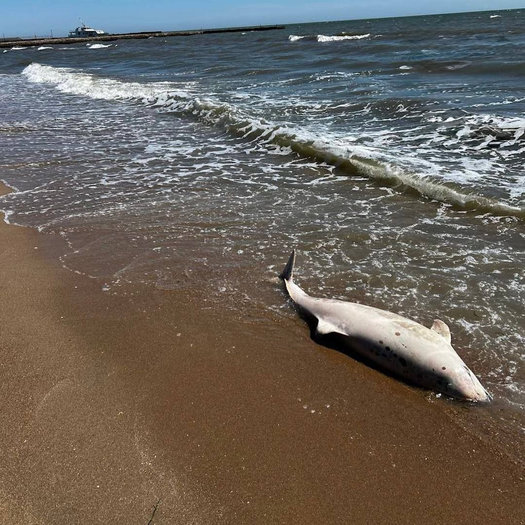 Екоцид в Азовському морі: на узбережжі фіксують масову загибель дельфінів