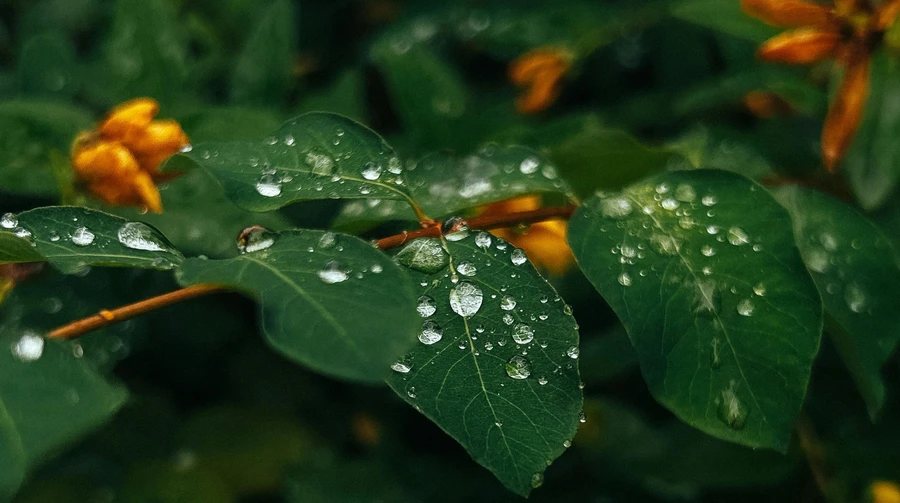 The heat is receding: forecasters have warned of rain and thunderstorms in Ukraine