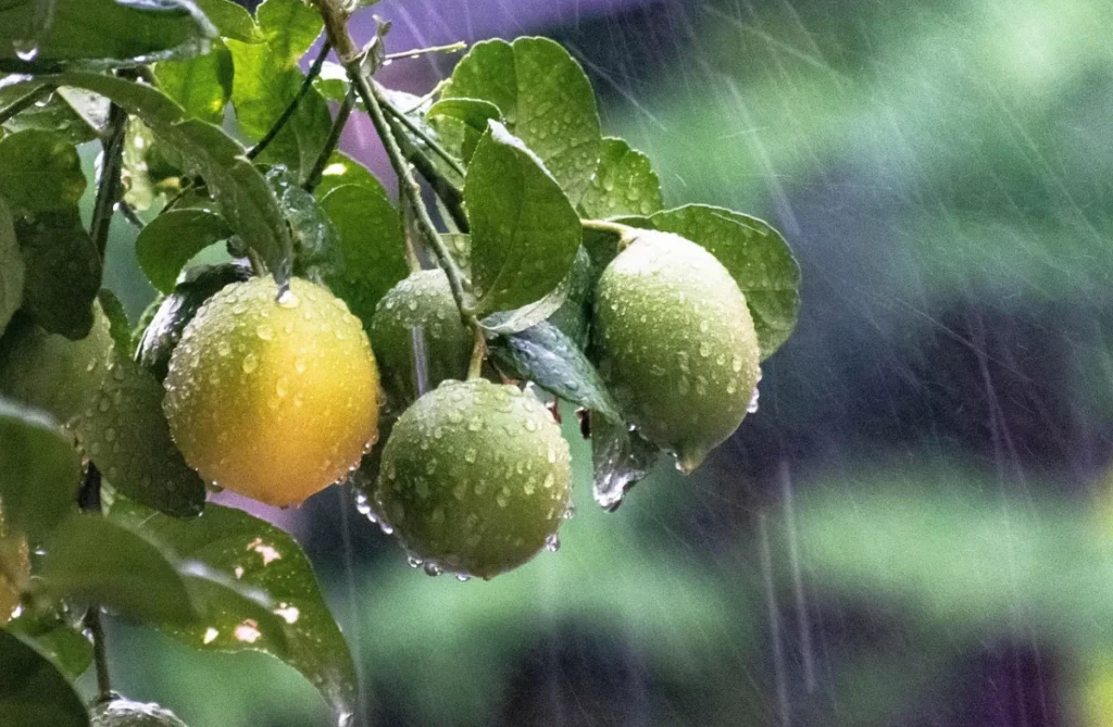 The weather is preparing a new surprise: after thunderstorms, intense heat will return to Ukraine