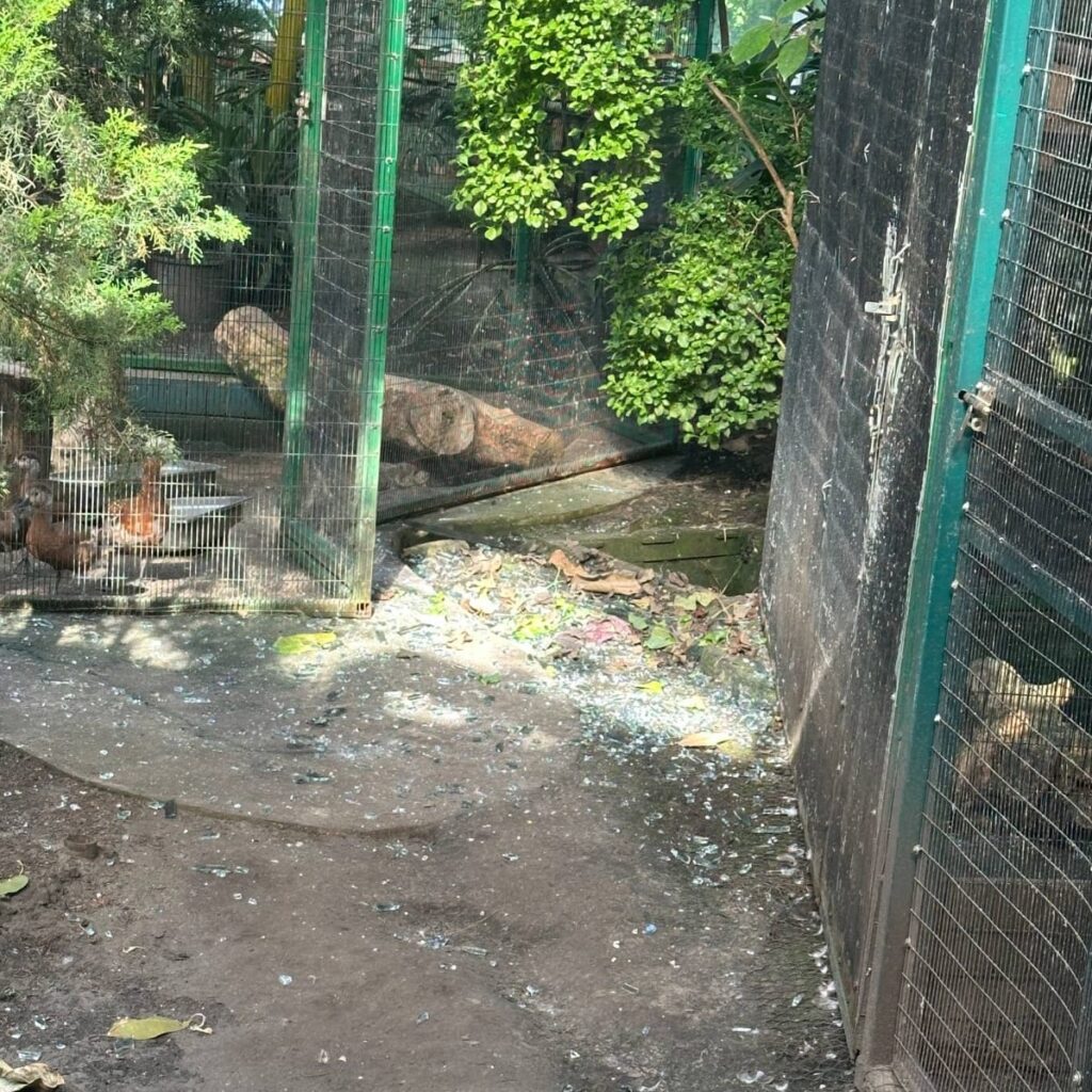 Night shelling of Kyiv damaged the zoo: what is known about the consequences