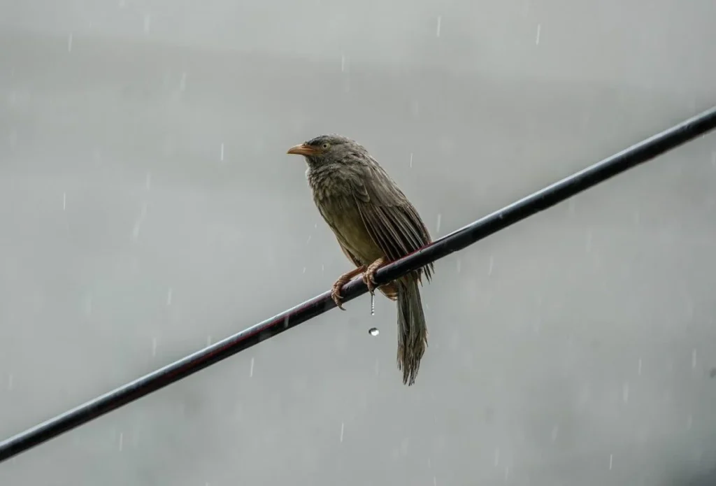 The weather will change dramatically: Ukraine will be covered with rain, thunderstorms and strong winds