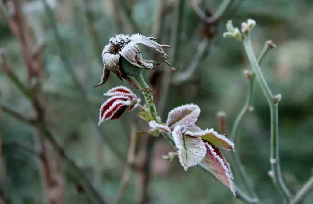 Ukraine awaits frosts and heavy rains: forecasters have issued a warning